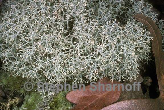 cladonia subtenuis 2 graphic