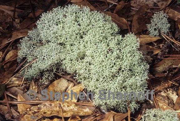 cladonia subtenuis 4 graphic