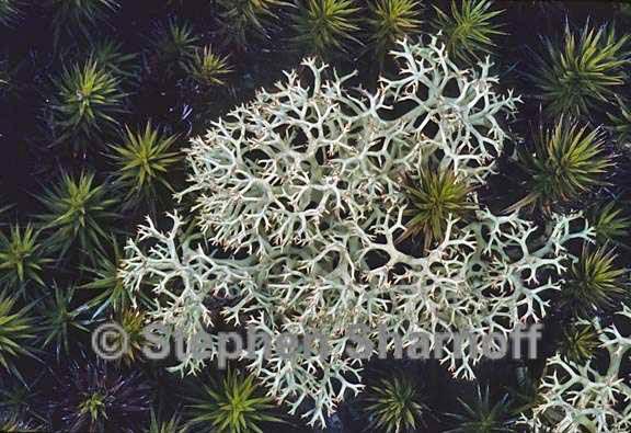 cladonia subtenuis 7 graphic