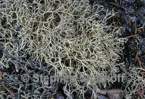 cladonia subtenuis 8 graphic