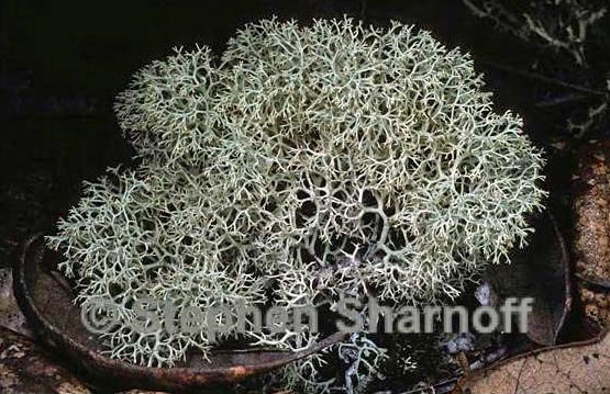 cladonia subtenuis 9 graphic