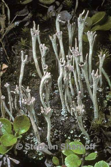 cladonia subulata 1 graphic