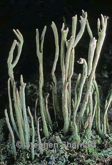 cladonia subulata 4 graphic