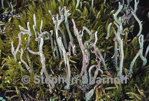 cladonia subulata 5 graphic