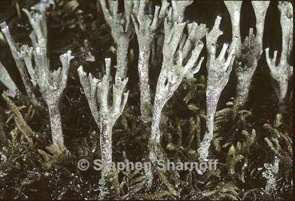 cladonia subulata 6 graphic