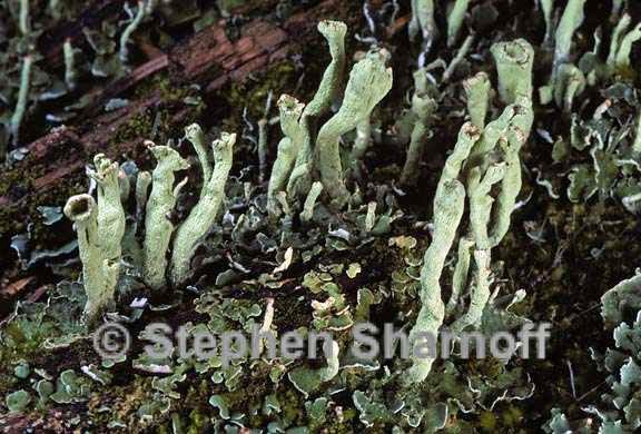 cladonia sulphurina 9 graphic