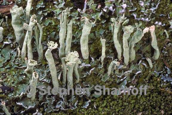 cladonia sulphurina 1 graphic