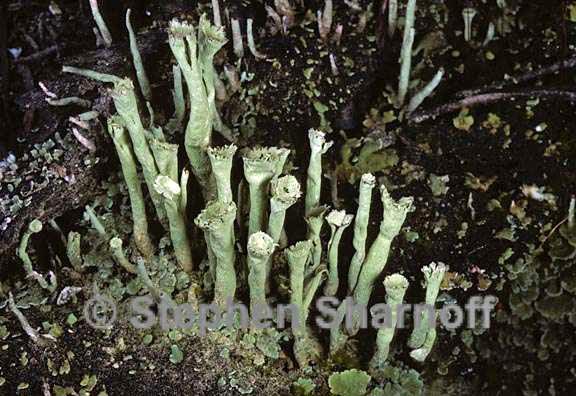 cladonia sulphurina 10 graphic