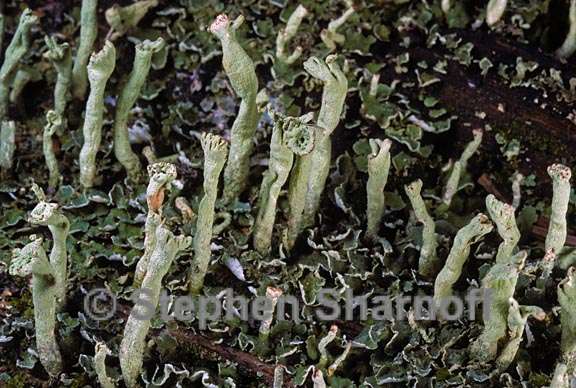 cladonia sulphurina 11 graphic