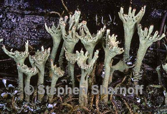 cladonia sulphurina 12 graphic