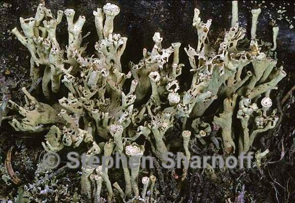 cladonia sulphurina 13 graphic