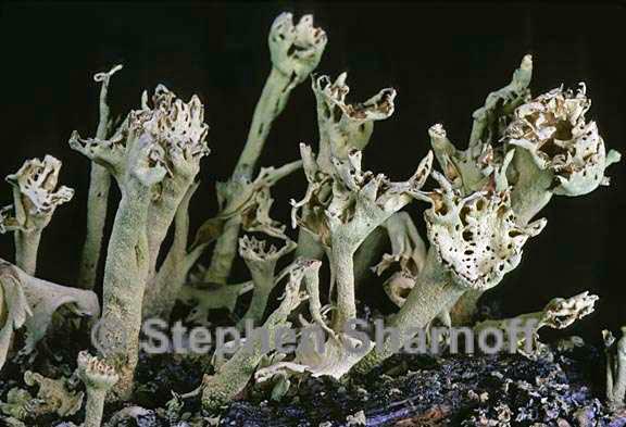 cladonia sulphurina 14 graphic