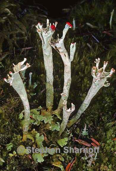 cladonia sulphurina 15 graphic