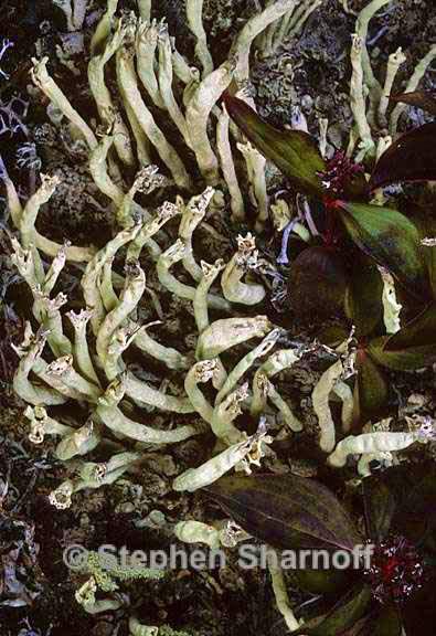 cladonia sulphurina 17 graphic