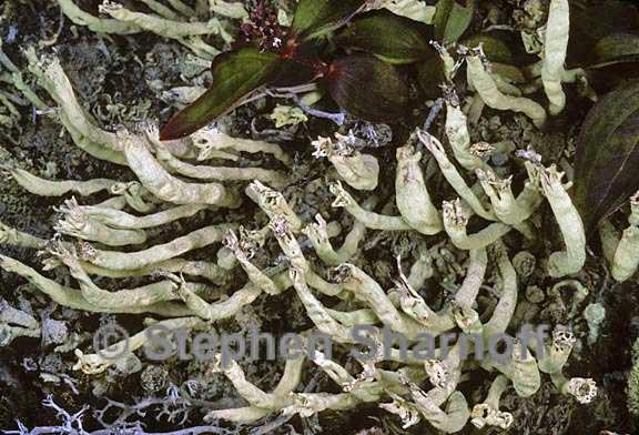 cladonia sulphurina 18 graphic