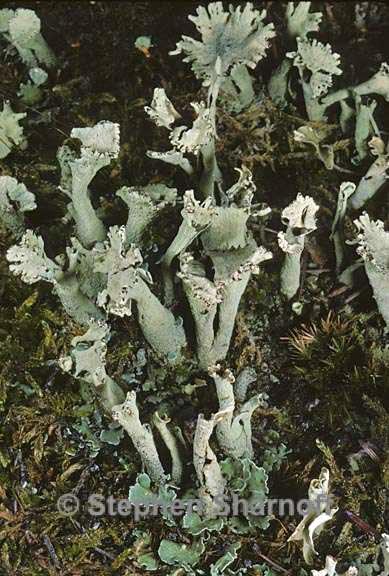 cladonia sulphurina 19 graphic