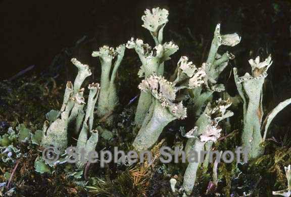 cladonia sulphurina 20 graphic