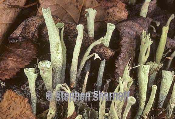 cladonia sulphurina 21 graphic