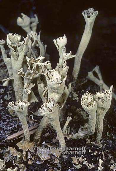 cladonia sulphurina 22 graphic