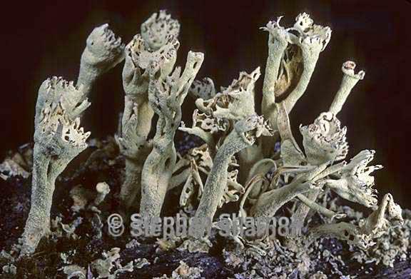 cladonia sulphurina 23 graphic