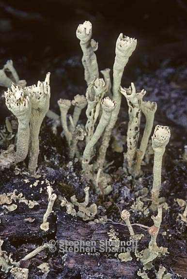 cladonia sulphurina 24 graphic