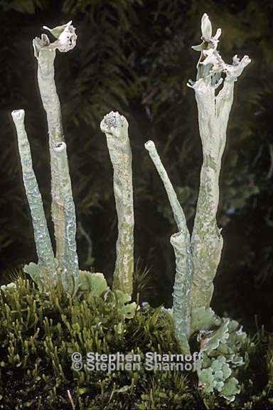 cladonia sulphurina 25 graphic