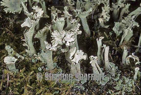 cladonia sulphurina 27 graphic