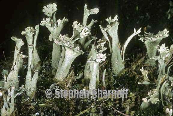 cladonia sulphurina 28 graphic