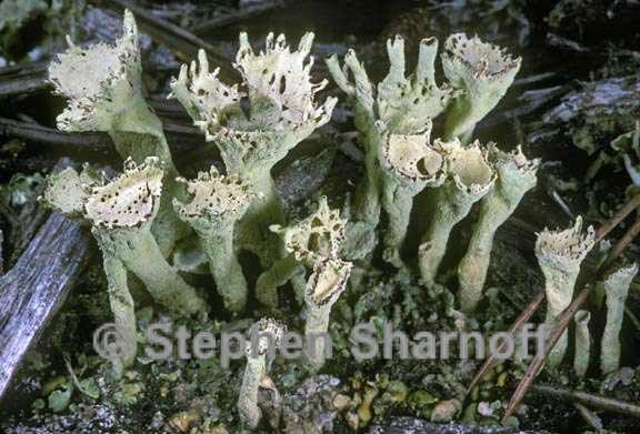 cladonia sulphurina 3 graphic