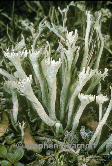 cladonia sulphurina 4 graphic