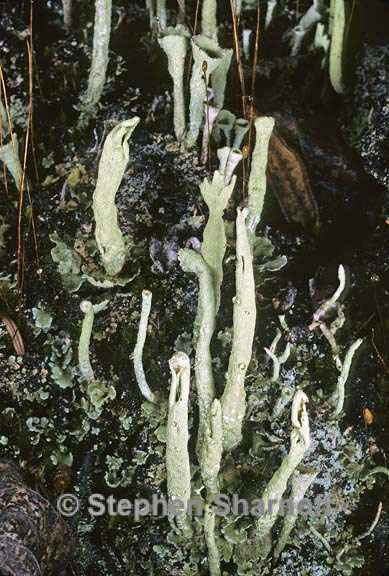 cladonia sulphurina 5 graphic