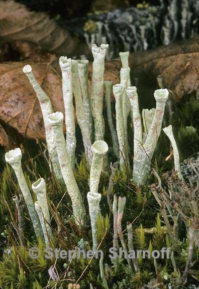 cladonia sulphurina 6 graphic