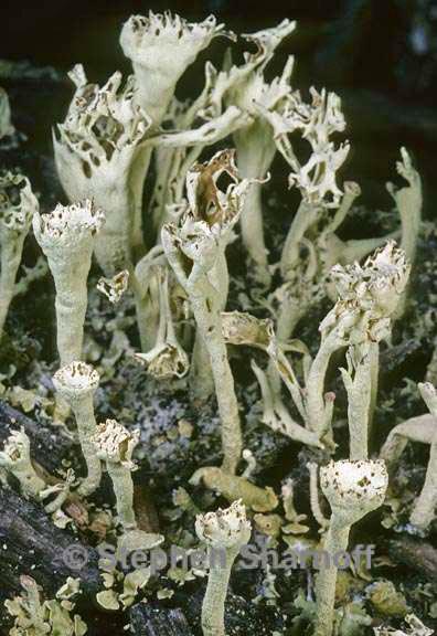 cladonia sulphurina 7 graphic