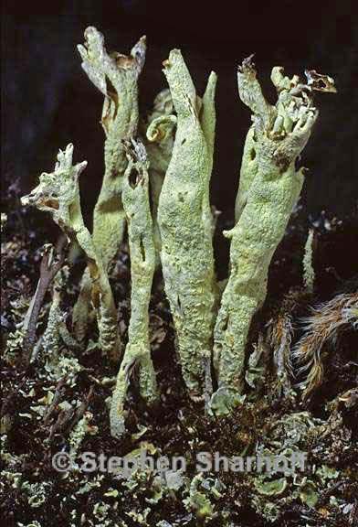 cladonia sulphurina 8 graphic