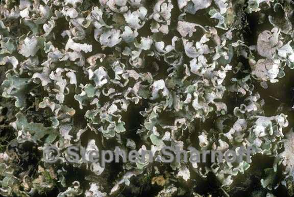 cladonia symphycarpia graphic