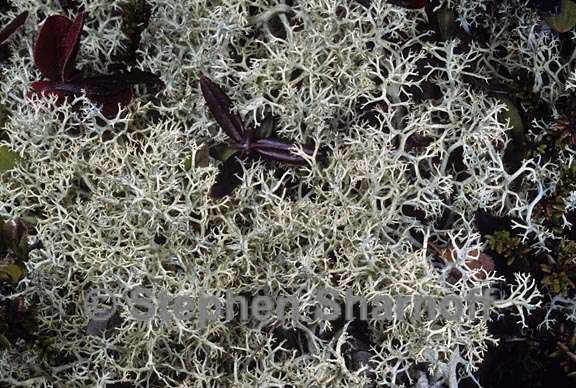 cladonia terrae-novae 2 graphic