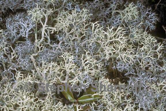 cladonia terrae novae graphic