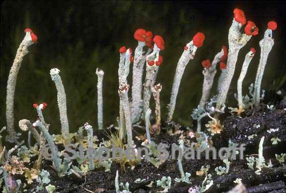 cladonia transcendens graphic