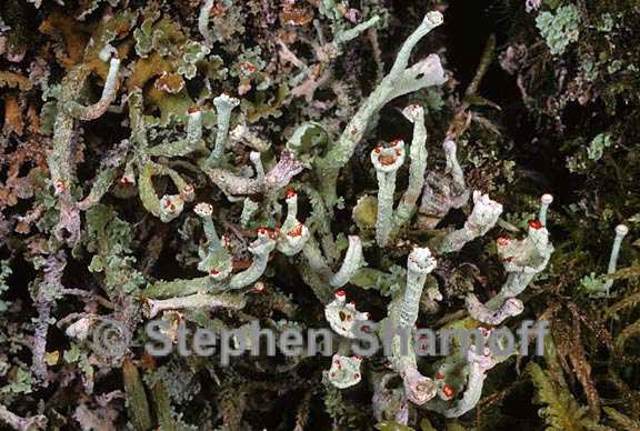 cladonia transcendens 2 graphic