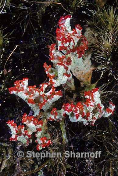 cladonia transcendens 5 graphic