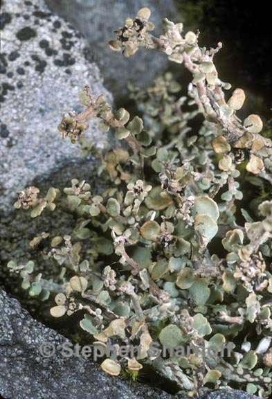 cladonia trassii 1 graphic