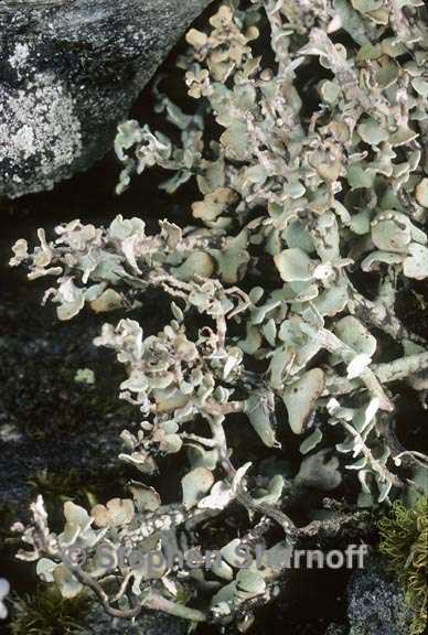 cladonia trassii 2 graphic