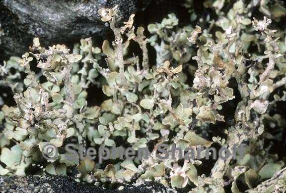 cladonia trassii 3 graphic