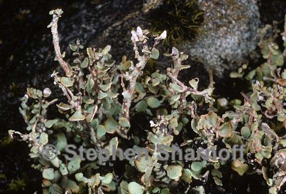 cladonia trassii 4 graphic