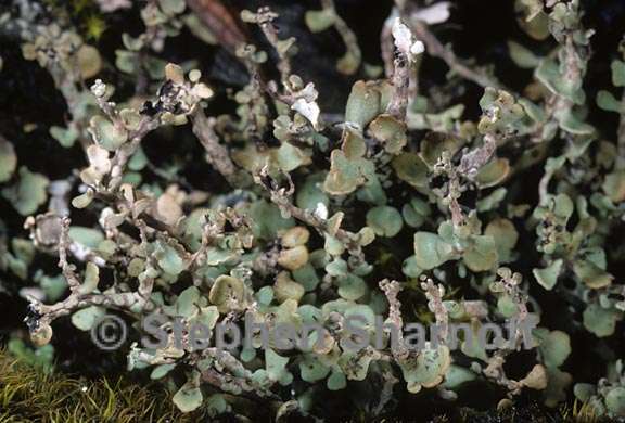 cladonia trassii 5 graphic