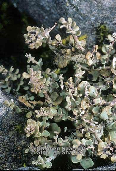 cladonia trassii 6 graphic