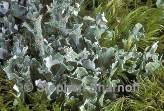 cladonia turgida 1 graphic