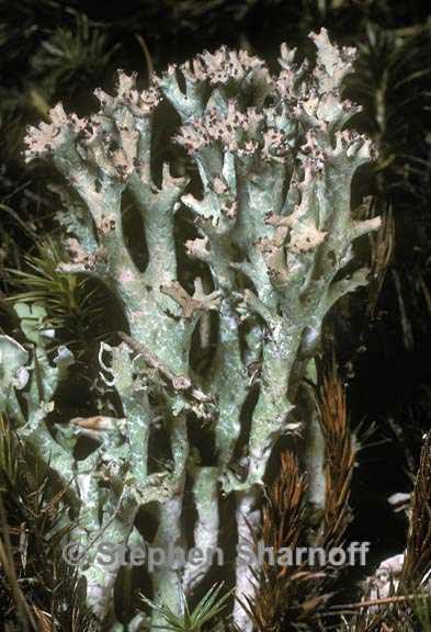 cladonia turgida 2 graphic