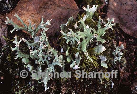 cladonia turgida 3 graphic