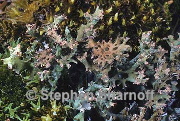 cladonia turgida 4 graphic